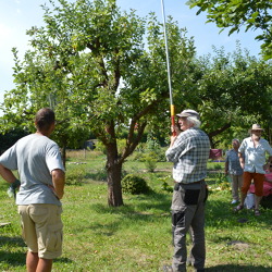 Sommerschnitt an Obstgehölzen in der Kleingartenanlage "Nach Feierabend" in Angermünde am 28.07.2018
