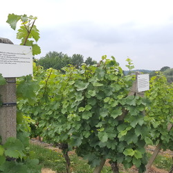 Fachseminar zum Weinanbau am 20.06.2018