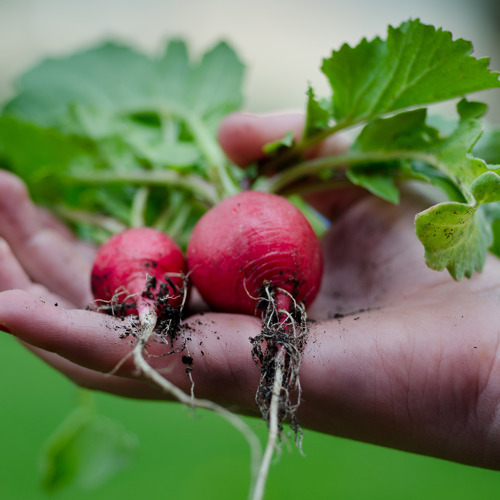 🌿 Einladung zum Erntemarkt in Schwedt/Oder am 19. Sep. 2025 🌿